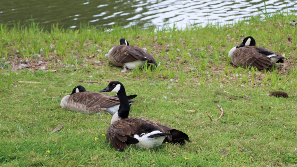 Canada geese (Branta canadensis)