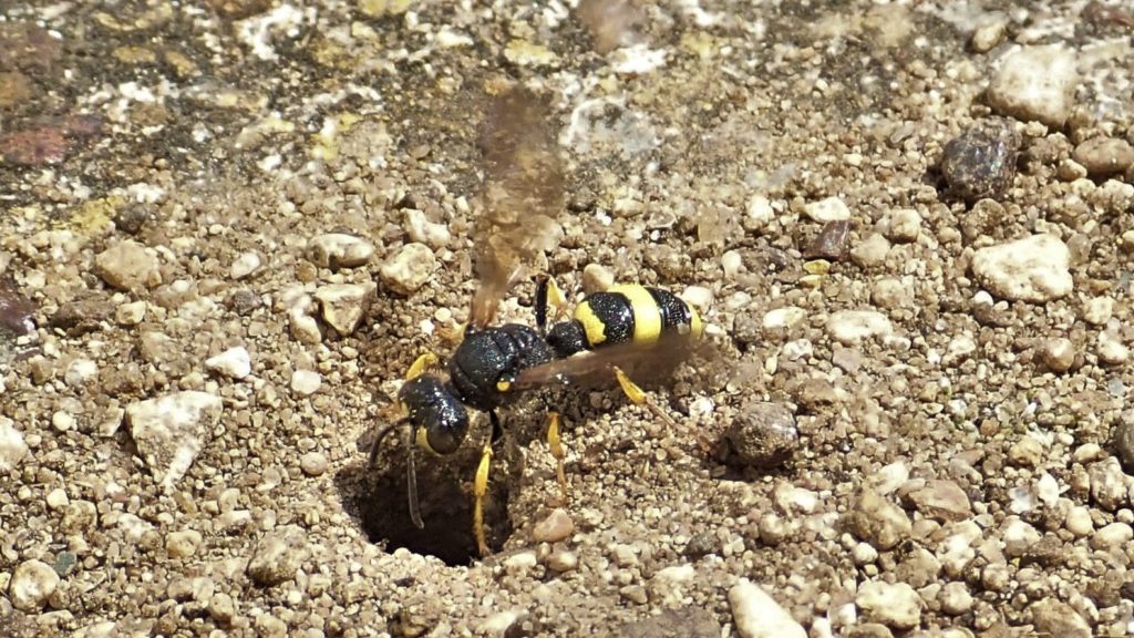 Ornate-tailed digger wasp, Cerceris rybyensis