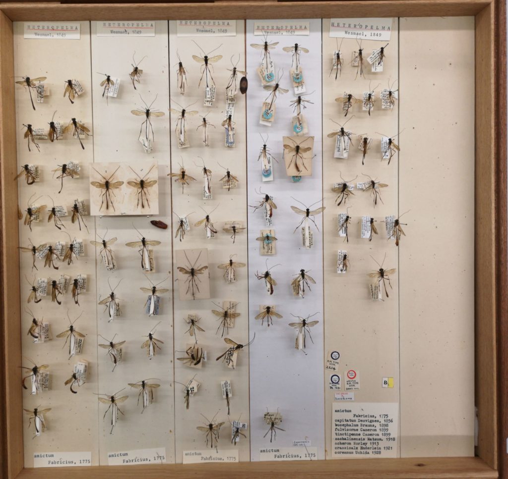 A drawer containing pinned specimens of ichneumonid wasps belonging to the genus Heteropelma
