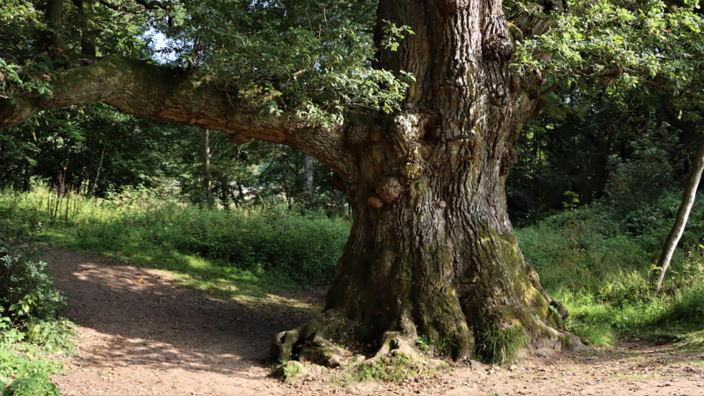 Birnam Oak