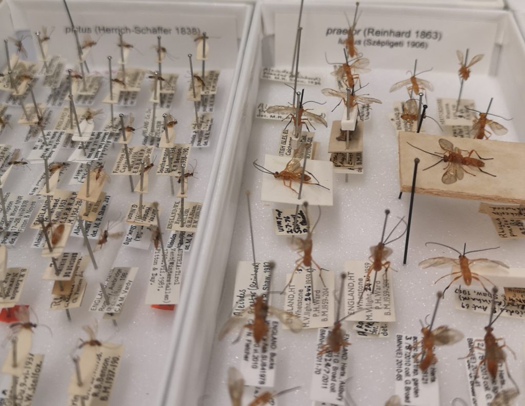 Part of the NHM collection: a drawer of wasps in the genus Aleiodes in the family Braconidae