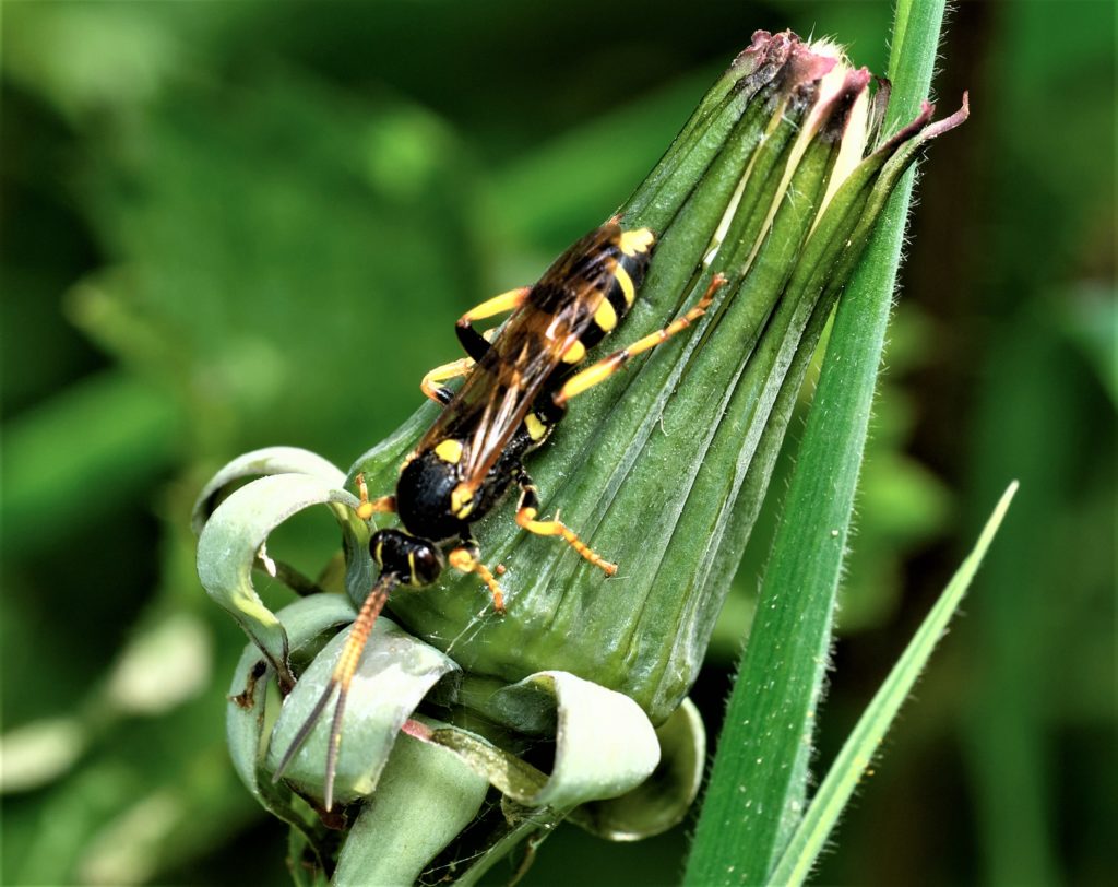 Ichneumon xanthorius