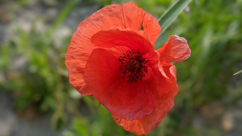 Common poppy (Papaver rhoeas)