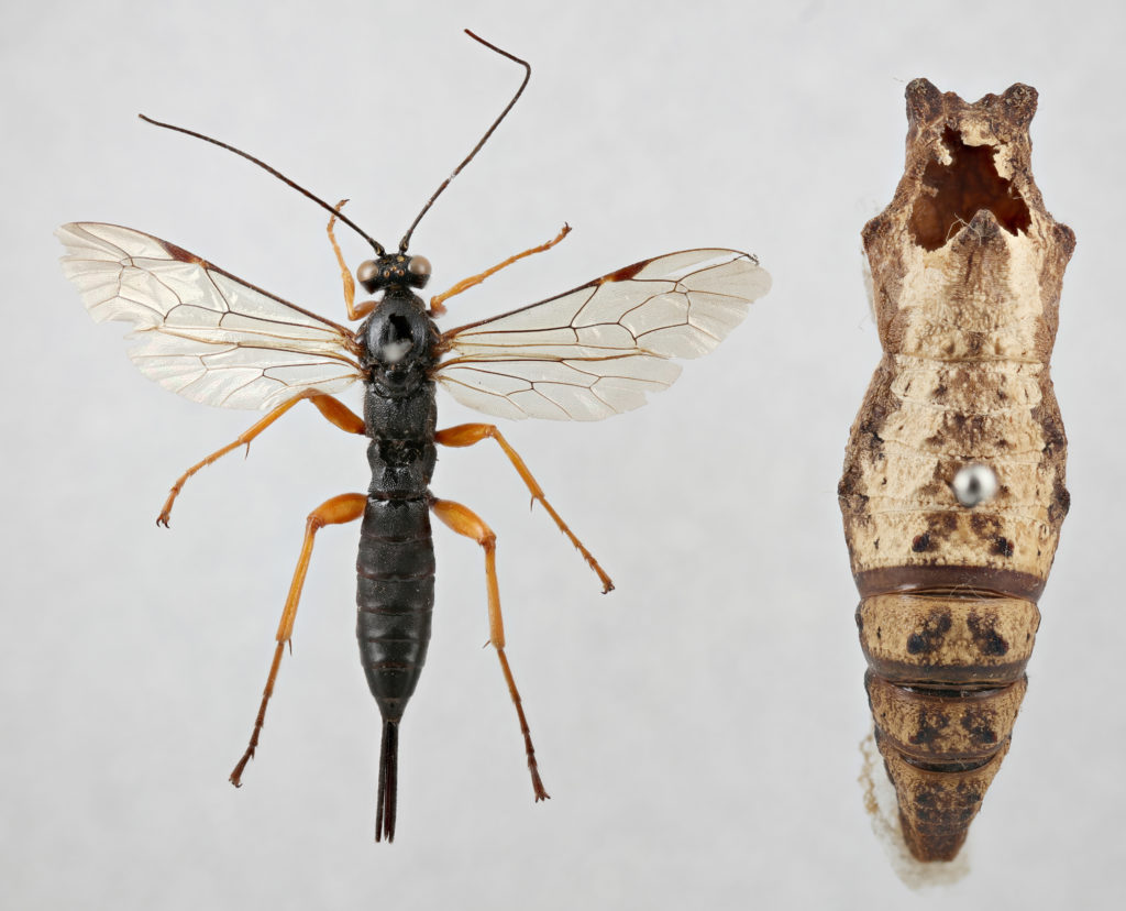 A black slip wasp (Pimpla rufipes) alongside the chrysalis of a doomed swallowtail butterfly (Papilio machaon) showing damage where the wasp has chewed its way out 