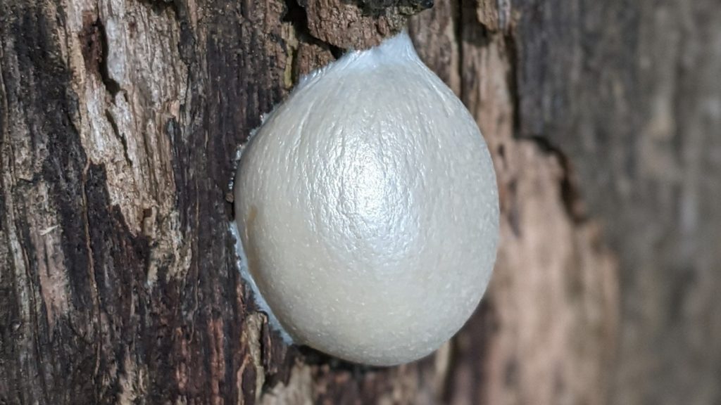 False puffball (Reticularia lycoperdon)