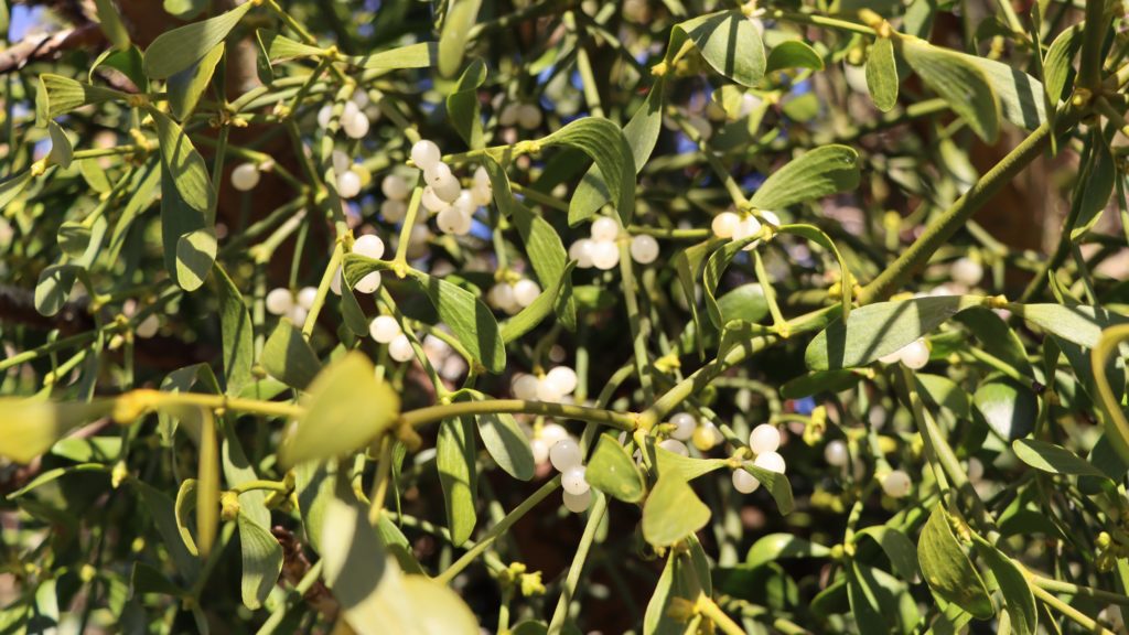 Mistletoe (Viscum album)