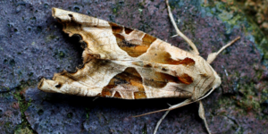 Angle Shades Moth (Phlogophora meticulosa). Image: Douglas Boyes (CC)