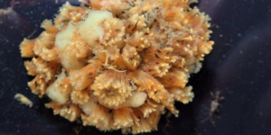 A colonial sea squirt (Aplidium turbinatum). Image: , Marine Biological Association (CC)