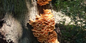 chicken of the woods