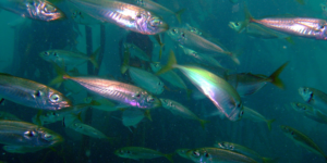 Atlantic Horse Mackerel (Trachurus trachurus). Image: Peter Southwood, Wikimedia Commons (CC)