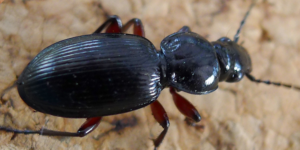 Black Clock Beetle (Pterostichus madidus). Image: Gail Hampshire, Flickr (CC)