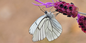 Black-veined White Butterfly (Aporia crataegi). Image: Frayle, Flickr (CC)
