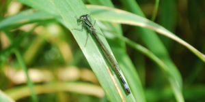 Blue-tailed Damselfly (Ischnura elegans). Image: Liam Crowley, University of Oxford (CC)