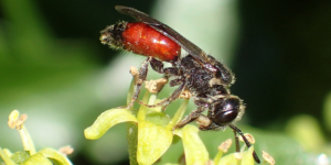 Box-headed Blood Bee (Sphecodes monilicornis). Image: Steven Falk ©