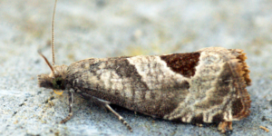 Bramble Shoot Moth (Notocelia uddmanniana). Image: Ben Sale, Flickr (CC)