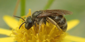 Bronze Furrow Bee (Seladonia tumulorum). Image: Liam Crowley, University of Oxford (CC)