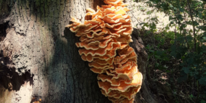 Chicken Of The Woods (Laetiporus sulphureus). Image: Rich Wright, Royal Botanic Gardens Kew (CC)