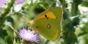 Clouded Yellow Butterfly (Colias crocea). Image: Gail Hampshire, Flickr (CC)
