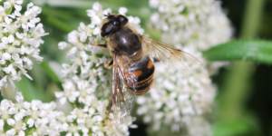 Common Drone Fly (Eristalis tenax). Image: Liam Crowley, University of Oxford (CC)