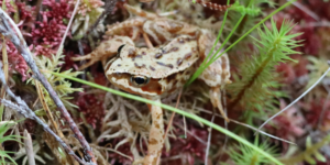 Common Frog (Rana temporaria). Image: Luke Lythgoe, Wellcome Sanger Institute (CC)