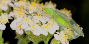 Common Green Lacewing (Chrysoperla carnea). Image: Stanze, Flickr (CC)