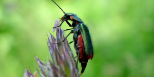 Common Malachite Beetle (Malachius bipustulatus). Image: Gail Hampshire, Flickr (CC)