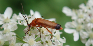 Common Red Soldier Beetle (Rhagonycha fulva). Image: Liam Crowley, University of Oxford (CC)
