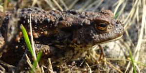 Common Toad (Bufo bufo). Image: Ashleigh Whiffin, National Museums Scotland (CC)