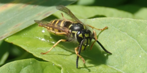 Common Wasp (Vespula vulgaris). Image: Liam Crowley, University of Oxford (CC)