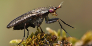 A snail-killing fly (Coremacera marginata). Image: Frank Vassen, Flickr (CC)