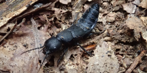 Devil’s Coach Horse Beetle (Ocypus olens). Image: Liam Crowley, University of Oxford (CC)