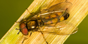 Dumpy Grass Hoverfly (Melanostoma mellinum). Image: Martin Cooper, Flickr (CC)