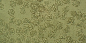 A coccidian parasite (Eimeria tenella). Image: Damer Blake, Royal Veterinary College (CC)