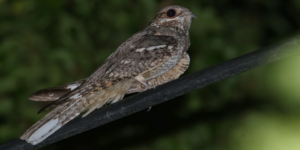 European Nightjar (Caprimulgus europaeus). Image: Imran Shah, Flickr (CC)