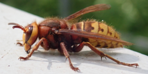 European Hornet (Vespa crabro). Image: Liam Crowley, University of Oxford (CC)