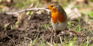 European Robin (Erithacus rubecula). Image: Matthew Midgley, Wellcome Sanger Institute (CC)