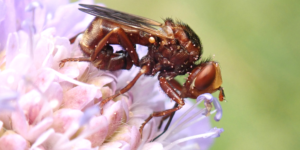 Ferruginous Bee-grabber (Sicus ferrugineus). Image: Liam Crowley, University of Oxford (CC)