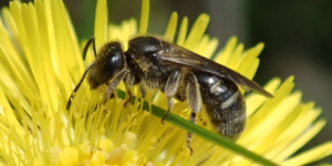 Furry-claspered Furrow Bee (Lasioglossum lativentre). Image: Steven Falk ©