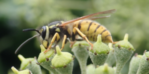 German Wasp (Vespula germanica). Image: Liam Crowley, University of Oxford (CC)