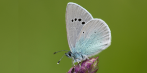 Green-underside Blue Butterfly (Glaucopsyche alexis). Image: Vlad Dinca, University of Oulu ©