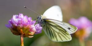 Green-veined White Butterfly (Pieris napi). Image: Sam Ebdon, University of Edinburgh (CC)