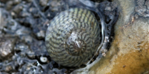Grey Top Shell (Steromphala cineraria). S. Rae, Flickr (CC)