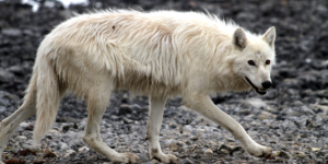 Greenland Wolf (Canis lupus orion). Image: Love Dalen, Centre of Palaeogenomics ©