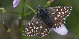 Grizzled Skipper Butterfly (Pyrgus malvae). Image: Frank Vassen, Flickr (CC)