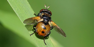 A parasitoid ladybird fly (Gymnosoma rotundatum). Image: Rolf Dietrich Brecher, Flickr (CC)