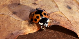 Harlequin Ladybird (Harmonia axyridis). Image: Luke Lythgoe, Wellcome Sanger Institute (CC)