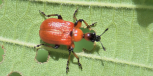 Hazel Leaf-roller Weevil (Apoderus coryli). Image: Liam Crowley, University of Oxford (CC)