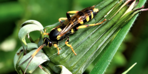 An ichneumon wasp (Ichneumon xanthorius). Image: Lukas Large, Flickr (CC)