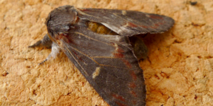 Iron Prominent Moth (Notodonta dromedarius). Image: Gail Hampshire, Flickr (CC)