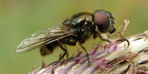 Large Burdock Cheilosia (Cheilosia vulpina). Image: Steven Falk ©